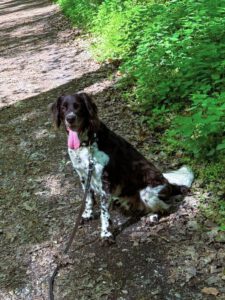 Kundenhund von Jürgen Hilsamer, Bonn 06.2025