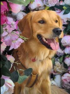 Kundenhund von Mandy Masur, Köln 10.2025