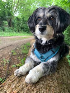 Kundenhund von Familie Knipp, Lohmar 11.2025