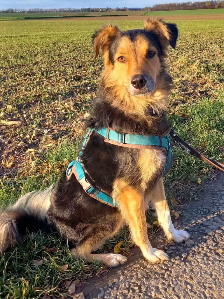 Kundenhund von Doris Bünnagel und Loni, Köln 11.2025