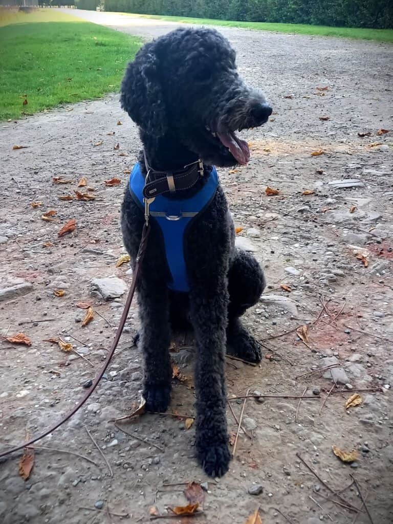 Ben · Großpudel – Kundenhund von Horst und Petra Schäfer mit Ben, Brühl 01.2026
