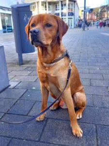 Kundenhund von S. Rosenhoff und C. Kalinowsky, Lohmar 02.2026