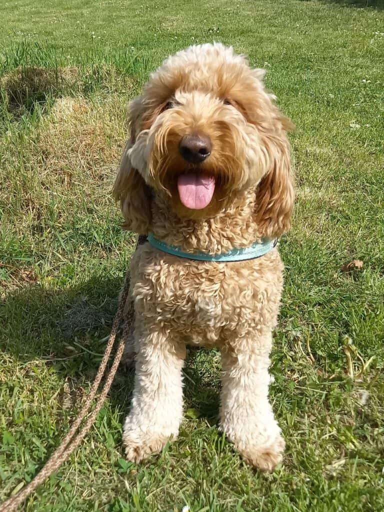 Toffee · Doodle-Hündin – Kundenhund von Rolf und Gaby Uhler, Bonn 05.2026