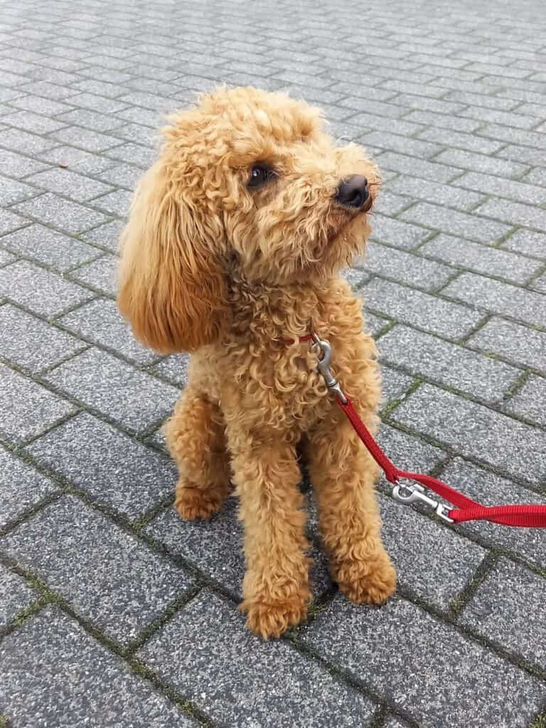 Kundenhund von Sandra Melschoch, Niederkassel 05.2026