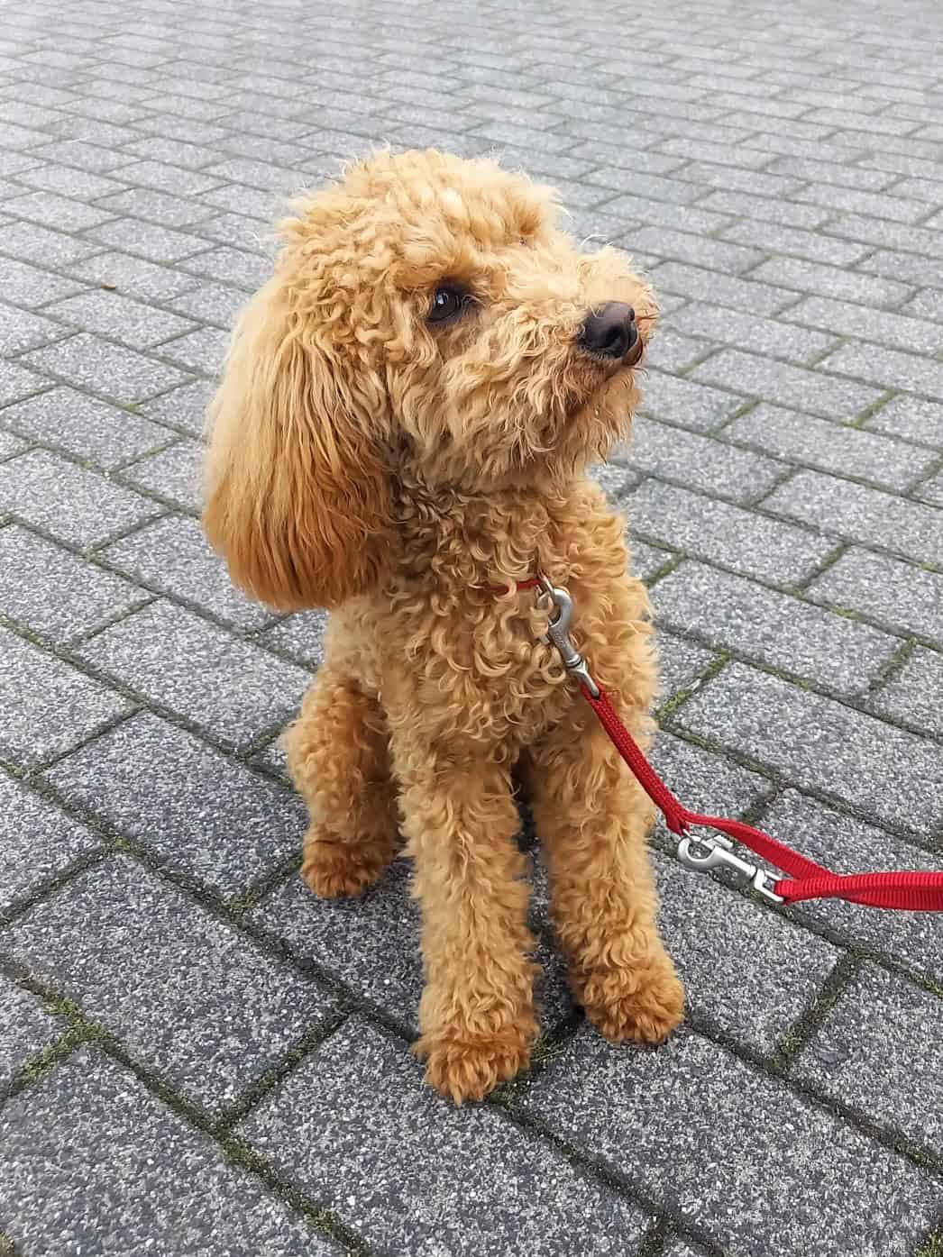 Beurteilung Hundetrainer Koeln-Bonn Sandra Meltschoch 05.2026 - Kopie 2 Kundenbewertungen Hundetrainer Seidel