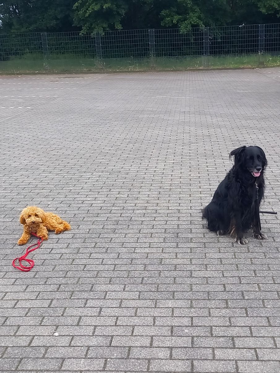 Beurteilung Hundetrainer Koeln-Bonn Sandra Meltschoch 05.2026 Nacho&Charlie 0 (2) Kundenbewertungen Hundetrainer Seidel