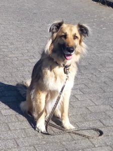 Enzo · Mischlingshund – Kundenhund von Simone Arndt