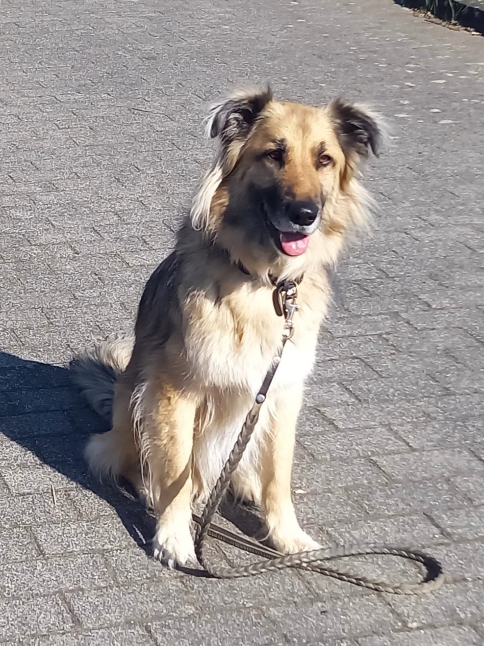 Beurteilung Hundetrainer Koeln-Bonn Simone Arndt 05.2026b-2 Kundenbewertungen Hundetrainer Seidel