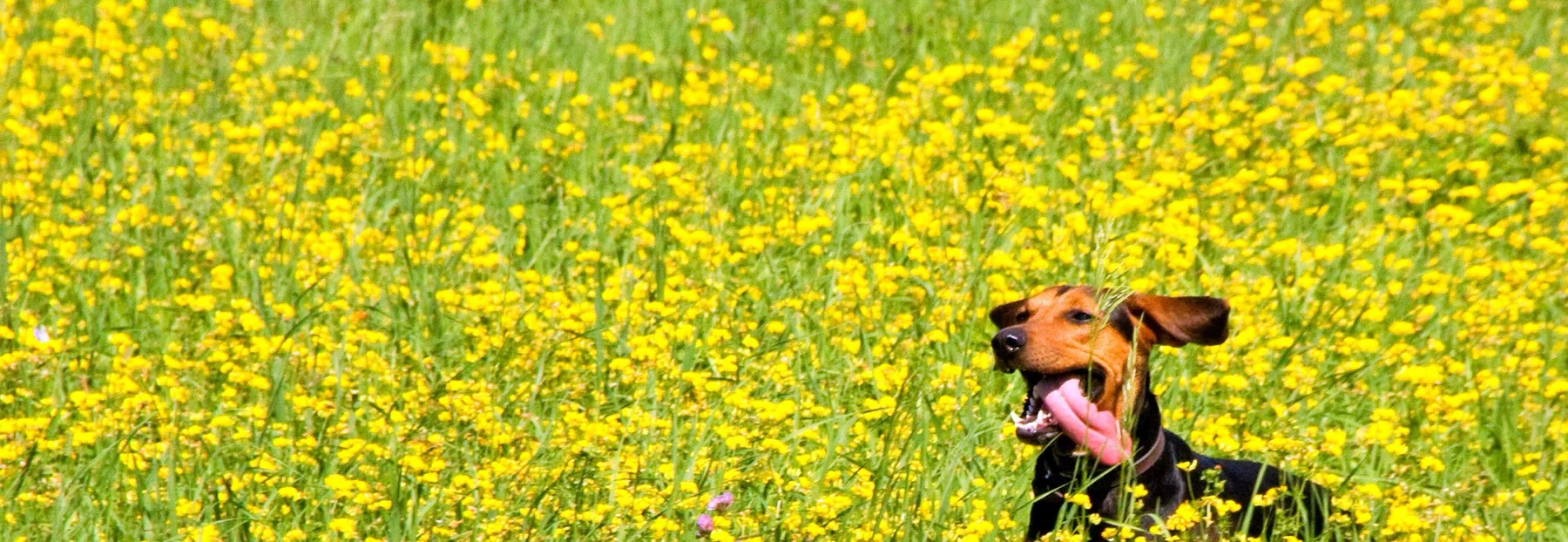 Lisa in der Blumenwiese Lisa läuft durch eine Blumenwiese – Hundetrainer Köln-Bonn