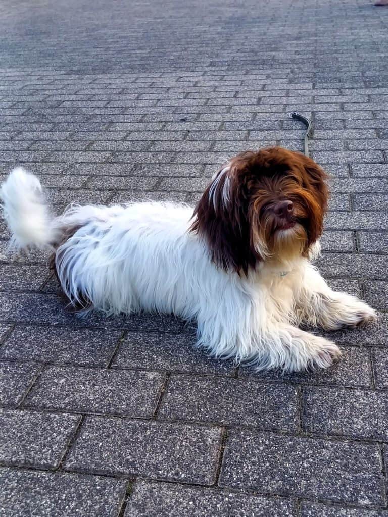 Niko - Havanese – Kundenhund von Tobias Brodtke